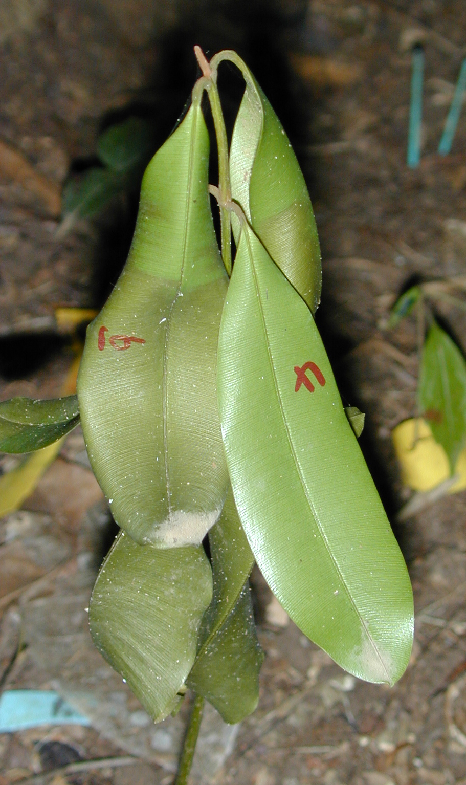 A wilted seedling of Calophyllum longifolium in Panama.